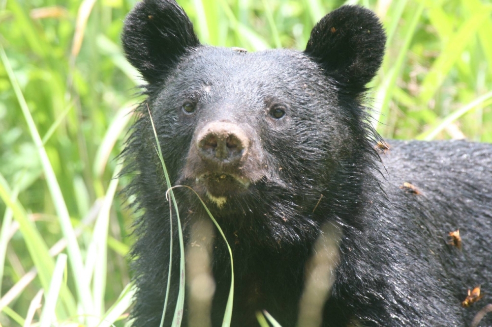 Black bears have been added to the list of "designated wildlife species for control" by the Environment Ministry.