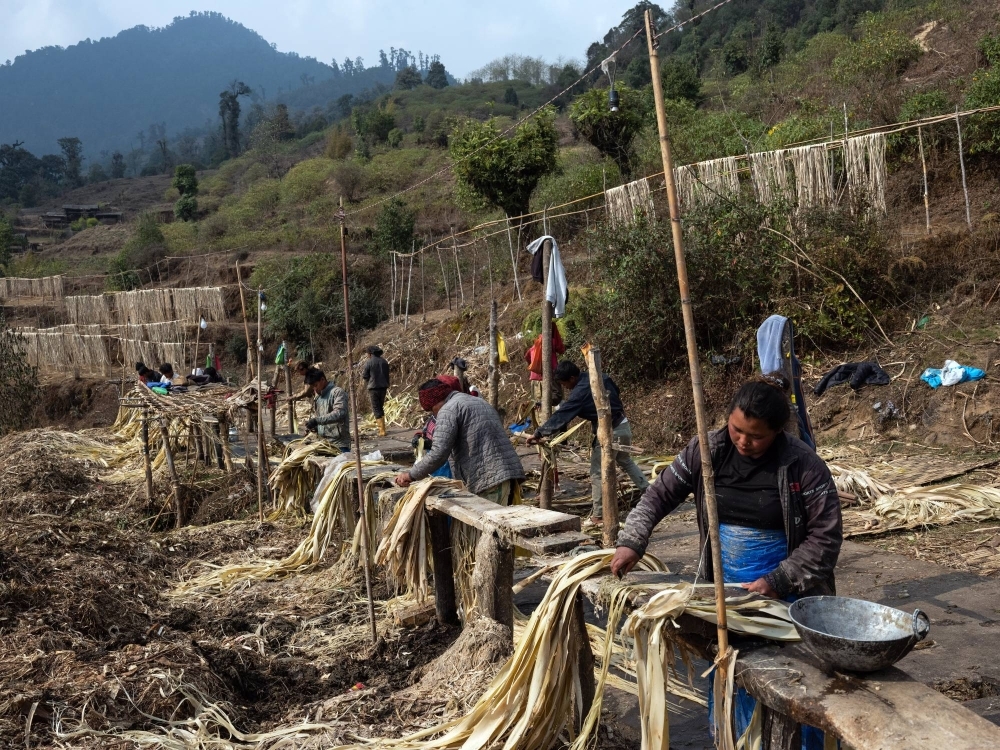 Workers clean argeli bark in the Ilam district of eastern Nepal. Thousands of miles away, in Japan, the bark will be used to make yen notes. 