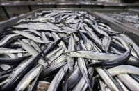 Members of the North Pacific Fisheries Commission have agreed to cut the 2024 catch quota for saury in the high seas in the northern Pacific in response to declining resources. | Jiji