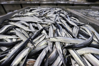 Members of the North Pacific Fisheries Commission have agreed to cut the 2024 catch quota for saury in the high seas in the northern Pacific in response to declining resources.
