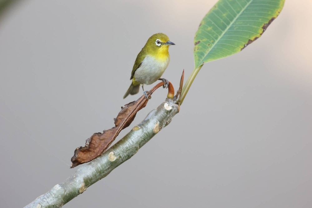 A Japanese white-eye. Scientists believe recording networks such as that of the Okinawa Institute of Science & Technology can usefully track changes in biodiversity.