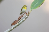 A Japanese white-eye. Scientists believe recording networks such as that of the Okinawa Institute of Science & Technology can usefully track changes in biodiversity. | Patrick Kuhn
