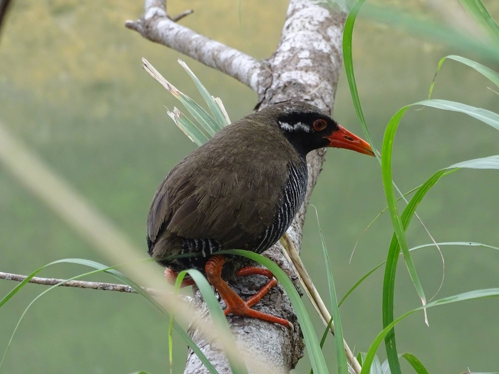 The Okinawa rail is among the species of birds the Okinawa Institute of Science & Technology has tracked through its island-wide recording network. 
