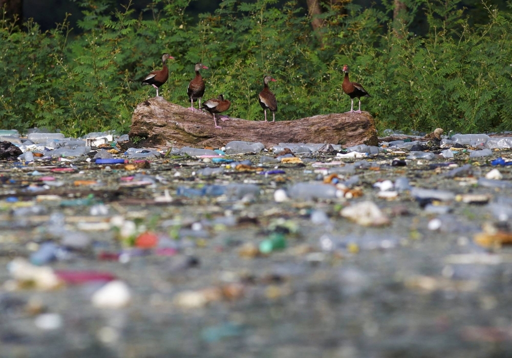 Black-bellied Whistling-Ducks stand on a log as plastic bottles and trash float on the the El Cerron Grande reservoir in Potonico, El Salvador, in 2022.