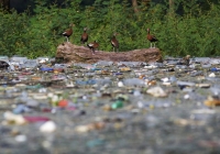 Black-bellied Whistling-Ducks stand on a log as plastic bottles and trash float on the the El Cerron Grande reservoir in Potonico, El Salvador, in 2022. | Reuters 