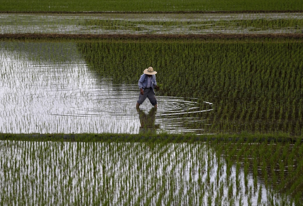 A farmer plants seedlings in Satsumasendai, Kagoshima Prefecture. Japan’s self sufficiency rate for rice is nearly 100%, compared with 38% for food overall, on a calorie basis.