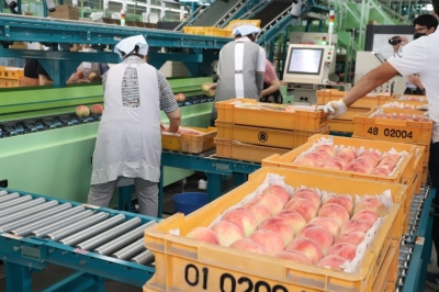 Peaches grown in Fukushima Prefecture. A so-called zebra firm in the prefecture is selling substandard fruits to greengrocers in urban areas, which leads to higher incomes for local farmers.