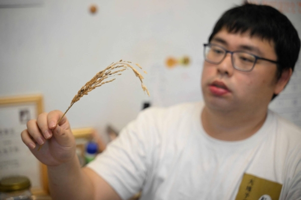 Researcher Mercury Wong holds a rice plant on April 1.