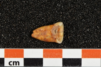 A human tooth discovered at Taforalt Cave in Morocco. Isotopic analysis has uncovered unexpected dietary habits among preagricultural communities in the country.