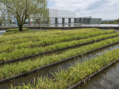 Rows of irises resemble a rice field at the Peter Walker-designed Toyota Municipal Museum of Art.