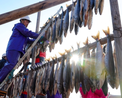A traditional Ainu preserved food called <i>satchep</i> (dried fish) being made at the government-run National Ainu Museum and Park, nicknamed Upopoy, in the town of Shiraoi, Hokkaido, on Dec. 25. The Sapporo District Court ruled last month that the Raporo Ainu Nation's rights as an Indigenous people did not extend to having an inherent right to fish for commercial reasons.