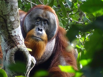 Scientists have observed an orangutan applying medicinal herbs to a face wound in an apparently successful attempt to heal an injury, the first time such behavior has been recorded.