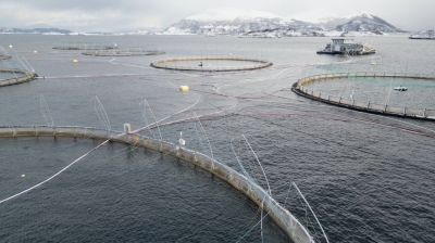 A salmon farm in Giske, Norway. The country produces more than half of the world’s farmed salmon.