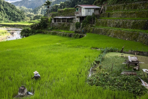 Rice is responsible for about 10% of global methane emissions, due to the way it’s grown.