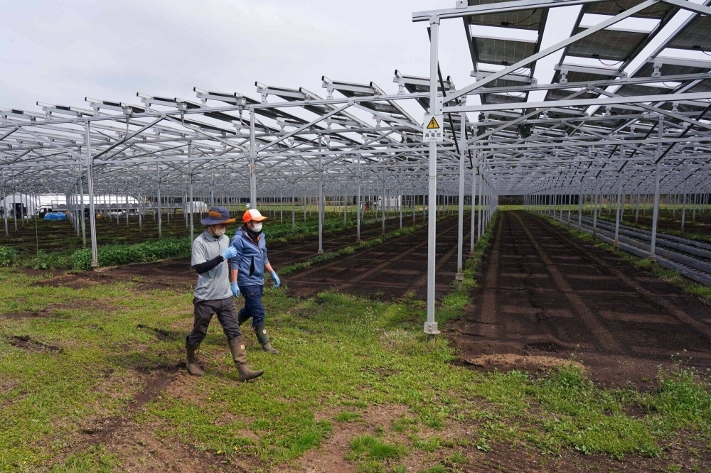 Staff members walk past solar panels covering a farm field in Chiba Prefecture in April 2022. Staff members walk past solar panels covering a farm field in Chiba Prefecture in April 2022.