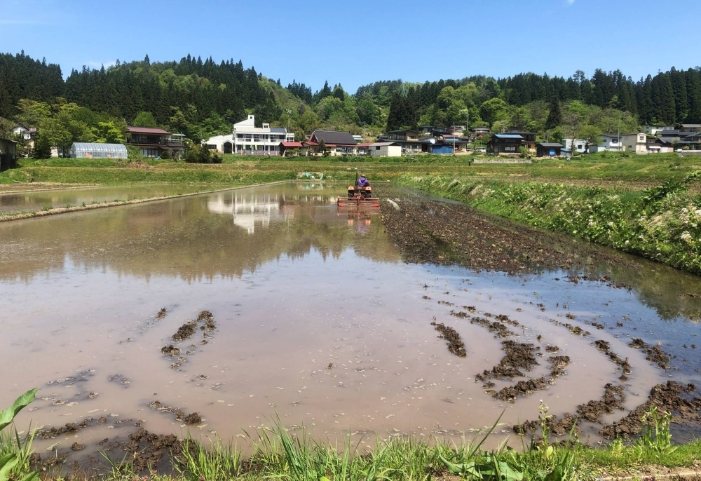A farmer works in a rice field in the town of Yamanobe, Yamagata Prefecture, in May 2022. According to Tokyo-based startup Green Carbon, a rice farmer with a 50-hectare paddy could earn about ¥1 million annually if they successfully sell carbon credits. A farmer works in a rice field in the town of Yamanobe, Yamagata Prefecture, in May 2022. According to Tokyo-based startup Green Carbon, a rice farmer with a 50-hectare paddy could earn about ¥1 million annually if they successfully sell carbon credits.