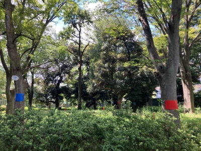 Redevelopment of the Meiji Jingu Gaien district has trees in the area marked according to their status — trees marked in red were to be cut down in the original plan while those in blue were to be transplanted. In the updated plan, trees marked in red will no longer be felled, and those in blue will remain where they are. Redevelopment of the Meiji Jingu Gaien district has trees in the area marked according to their status — trees marked in red were to be cut down in the original plan while those in blue were to be transplanted. In the updated plan, trees marked in red will no longer be felled, and those in blue will remain where they are.