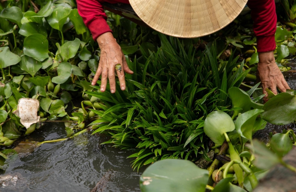 A fisher flicks a piece of styrofoam off vegetables she is washing on Son Island in the waters of Vietnam's Mekong Delta. A fisher flicks a piece of styrofoam off vegetables she is washing on Son Island in the waters of Vietnam's Mekong Delta.