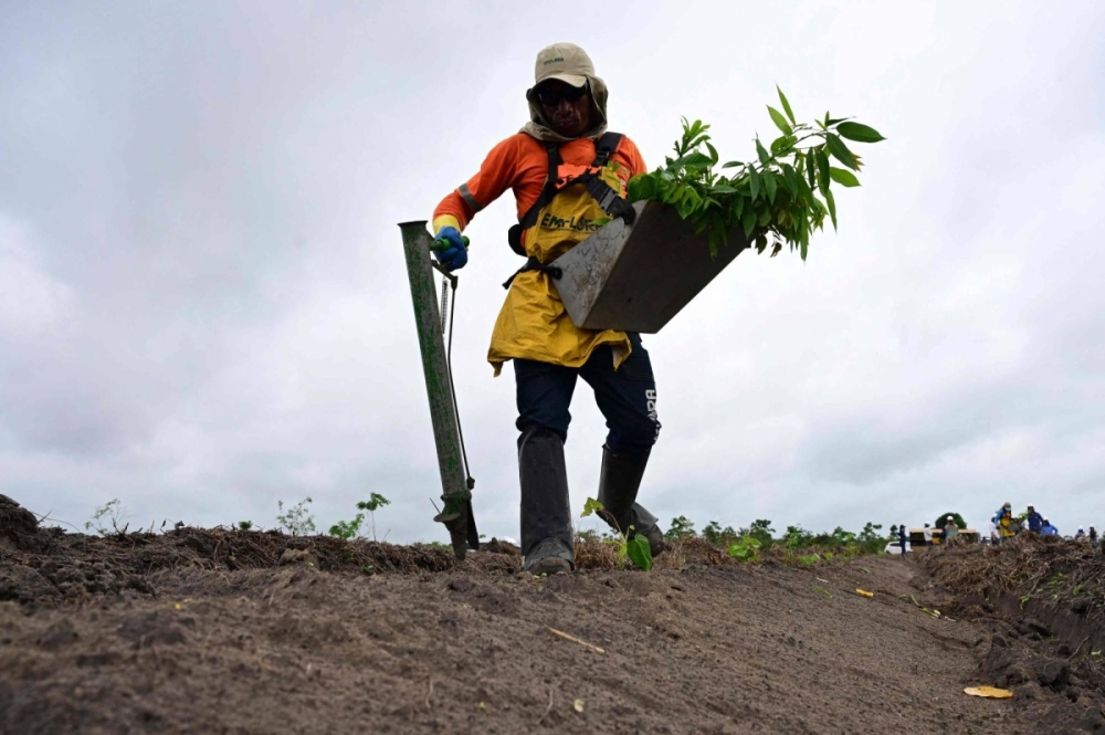 A Mombak worker plants trees to reforest a former cattle ranch in the Amazon region near Mae do Rio, Para State, Brazil, on Dec.11. A Mombak worker plants trees to reforest a former cattle ranch in the Amazon region near Mae do Rio, Para State, Brazil, on Dec.11.