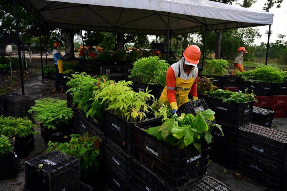 Mombak workers prepare trees to reforest a former cattle ranch in the Amazon region near Mae do Rio, Para State, Brazil, on Dec. 11. Mombak workers prepare trees to reforest a former cattle ranch in the Amazon region near Mae do Rio, Para State, Brazil, on Dec. 11.