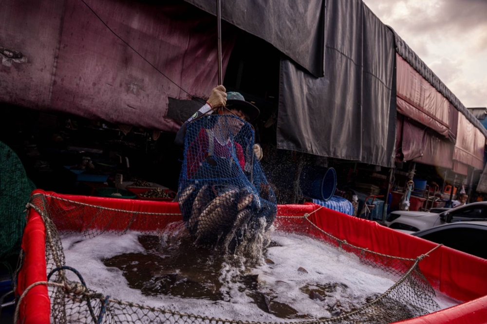 A worker moves fish from a truck filled with water in Bangkok in April 2024. Aquaculture is an important part of Thailand’s economy. A worker moves fish from a truck filled with water in Bangkok in April 2024. Aquaculture is an important part of Thailand’s economy.