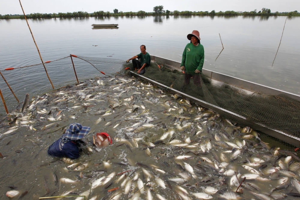 Thai fishermen catch freshwater tilapia fish at a fish farm in Samut Prakarn province in June 2012. The fish are native to Africa, and the potential for specimens to escape into the wild poses a threat to natural ecosystems. Thai fishermen catch freshwater tilapia fish at a fish farm in Samut Prakarn province in June 2012. The fish are native to Africa, and the potential for specimens to escape into the wild poses a threat to natural ecosystems.