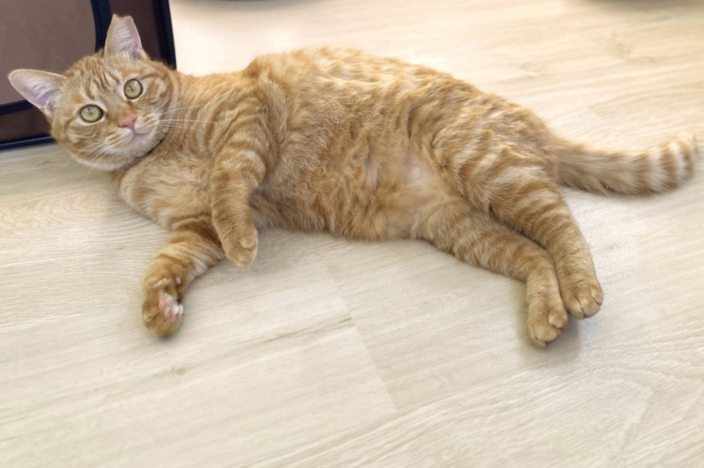 Donut simply can’t get enough belly rubs, and will fall into a blissful state when cuddled and stroked. Donut simply can’t get enough belly rubs, and will fall into a blissful state when cuddled and stroked.