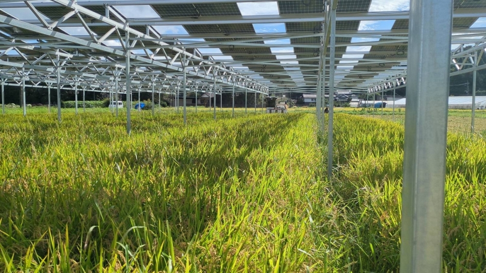 Solar panels installed over rice fields in the city of Chiba Solar panels installed over rice fields in the city of Chiba