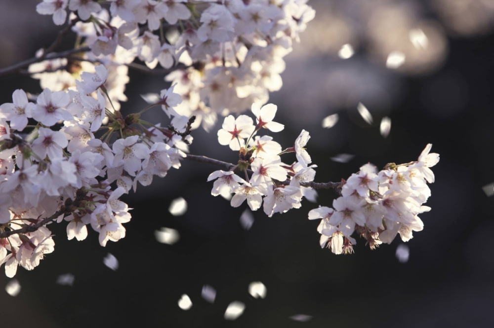 Blossoms are expected to reach full bloom at a pace similar to or slightly faster than average years in western and eastern Japan. Blossoms are expected to reach full bloom at a pace similar to or slightly faster than average years in western and eastern Japan.
