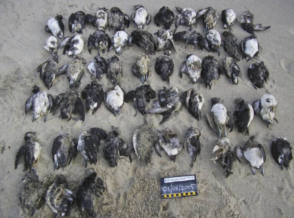 In a photo from the Coastal Observation and Seabird Survey Team, emaciated Cassin’s auklets found during a single survey on an Oregon beach, on Jan. 8, 2015. During the ocean heat event in the North Pacific known as “the Blob,” hundreds of thousands of birds died of starvation. In a photo from the Coastal Observation and Seabird Survey Team, emaciated Cassin’s auklets found during a single survey on an Oregon beach, on Jan. 8, 2015. During the ocean heat event in the North Pacific known as “the Blob,” hundreds of thousands of birds died of starvation.