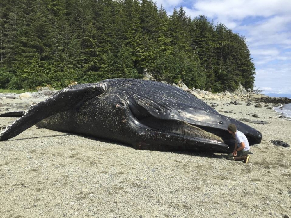 In a photo from the National Park Service, a humpback whale named Festus that was found dead just outside the mouth of Glacier Bay, Alaska, June 2016. A report on this whale revealed numerous health conditions, including poor nutrition and elevated levels of harmful algal toxins. In a photo from the National Park Service, a humpback whale named Festus that was found dead just outside the mouth of Glacier Bay, Alaska, June 2016. A report on this whale revealed numerous health conditions, including poor nutrition and elevated levels of harmful algal toxins.