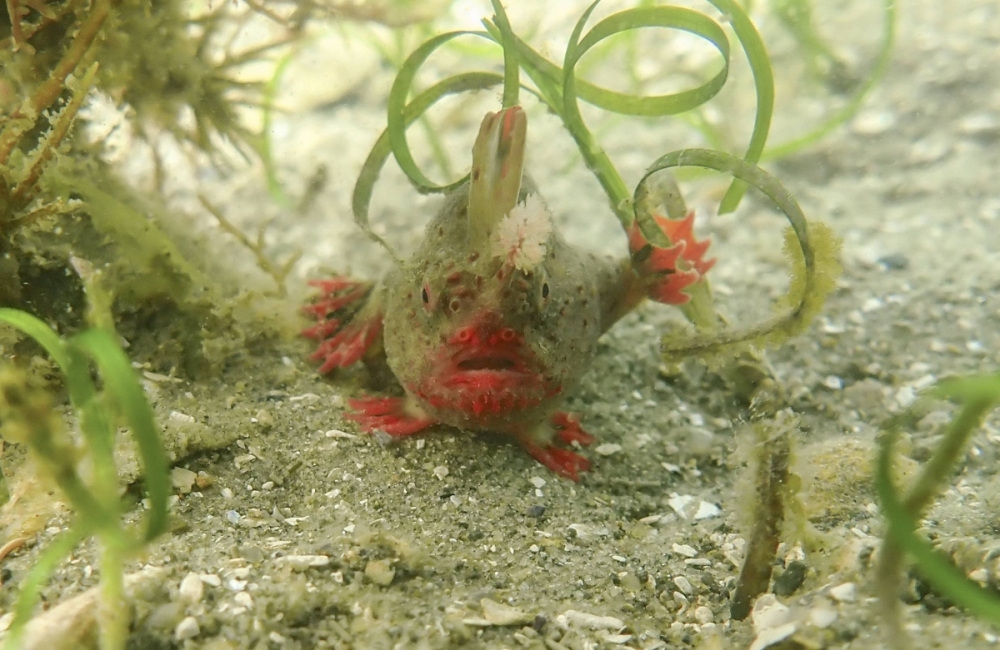 In a photo from Jemina Stuart-Smith, University of Tasmania, a red handfish in the waters off the coast of Tasmania. In a photo from Jemina Stuart-Smith, University of Tasmania, a red handfish in the waters off the coast of Tasmania.