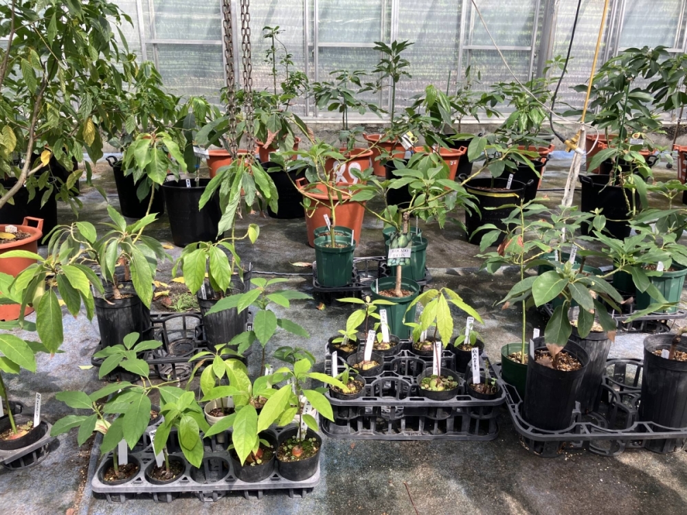 Of the 600 known varieties of avocados, about 20 have been brought to Japan as genetic resources and can be legally grown here. Of the 600 known varieties of avocados, about 20 have been brought to Japan as genetic resources and can be legally grown here.