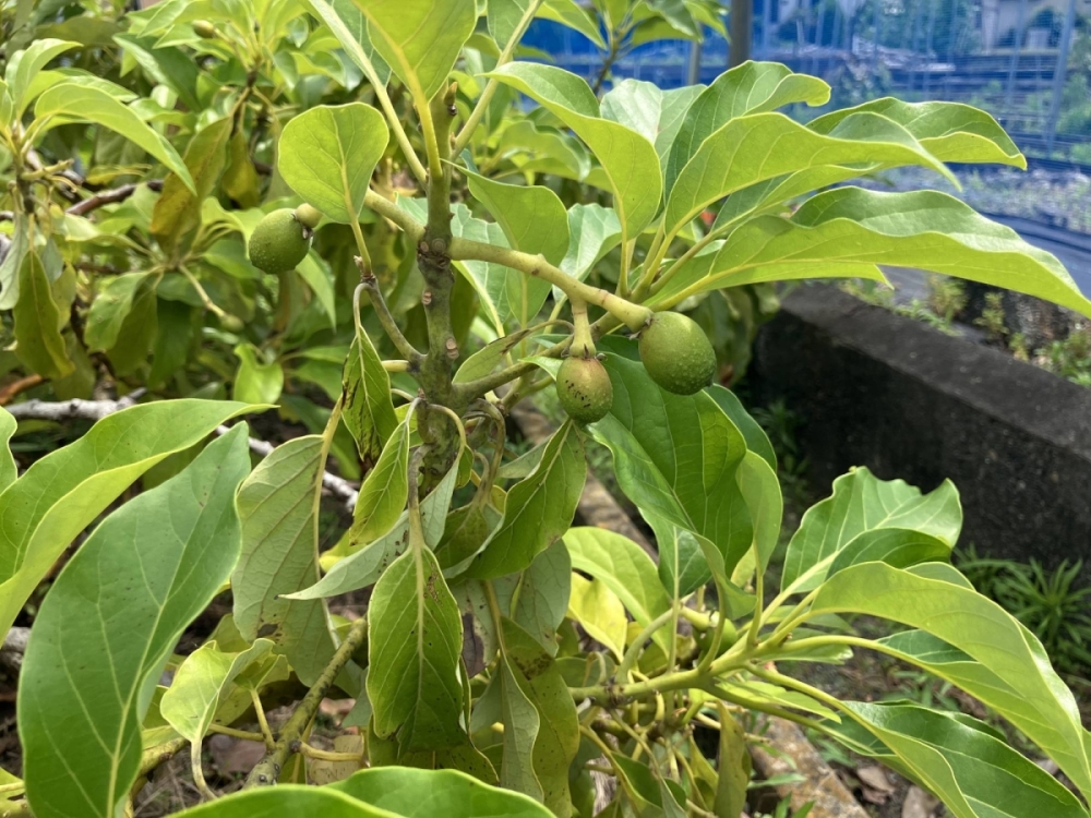 A forum on avocado farming held last month in Shizuoka Prefecture attracted 120 participants and many were enthusiastic about the potential for avocado crops. A forum on avocado farming held last month in Shizuoka Prefecture attracted 120 participants and many were enthusiastic about the potential for avocado crops.