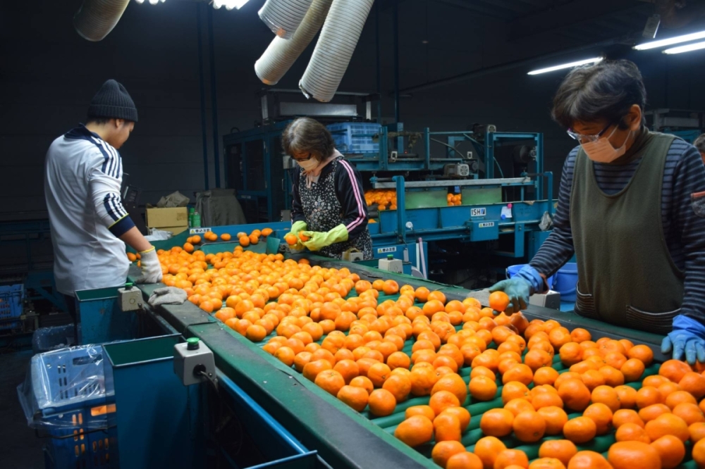 Mikan (mandarin oranges) are sorted at a facility in Uwajima, Ehime Prefecture. Traditional growing areas for the popular fruit are under threat as Japan's climate warms. Mikan (mandarin oranges) are sorted at a facility in Uwajima, Ehime Prefecture. Traditional growing areas for the popular fruit are under threat as Japan's climate warms.