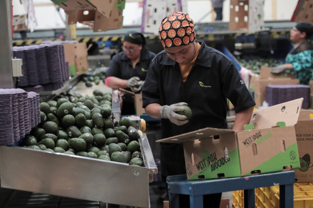 Workers select freshly-picked avocados at a packing warehouse, in Periban, Mexico. According to Japanese customs data, the amount of avocados imported nationwide grew to nearly 80,000 tons in 2020, from around 3,400 tons in 1988, with the vast majority coming from Mexico. Workers select freshly-picked avocados at a packing warehouse, in Periban, Mexico. According to Japanese customs data, the amount of avocados imported nationwide grew to nearly 80,000 tons in 2020, from around 3,400 tons in 1988, with the vast majority coming from Mexico.