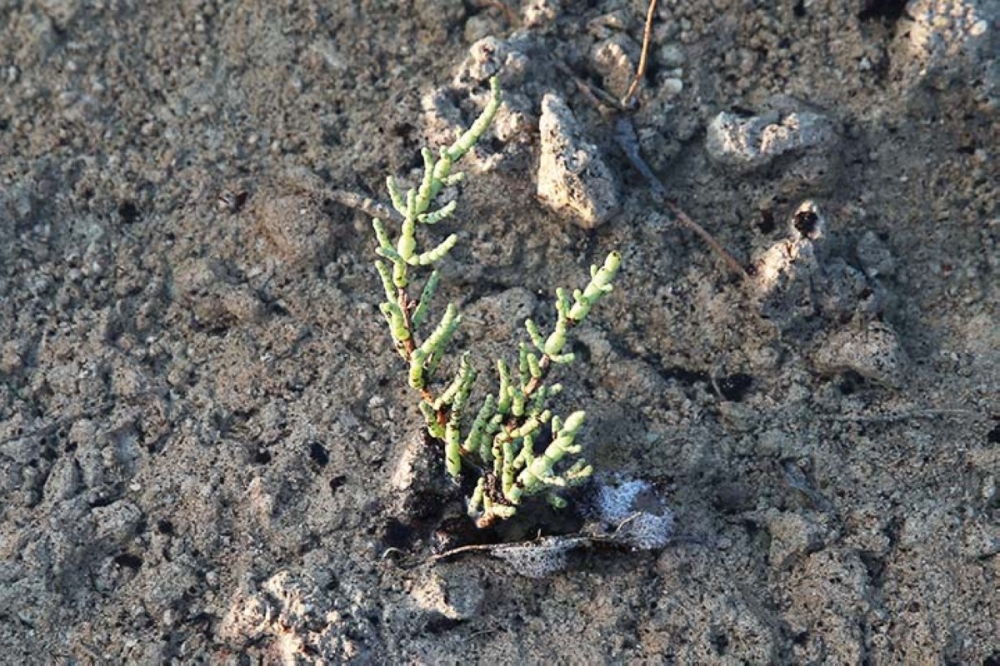 مجلة كل الأسرة