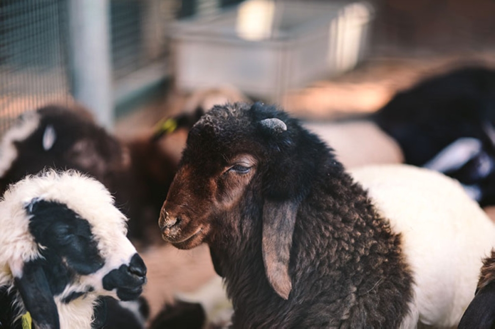 مجلة كل الأسرة