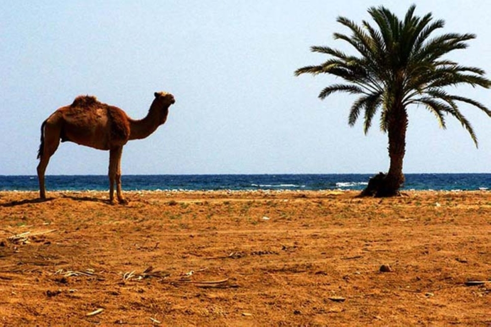 مجلة كل الأسرة