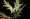Begonia bangsamoro subp. Bagasa. PHOTO BY MARK ARCEBAL K. NAIVE/PHYS.ORG