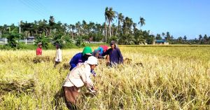In this file photo farmers harvest palay (unhusked rice) that they planted. PHOTO BY NESTOR L. ABREMATEA