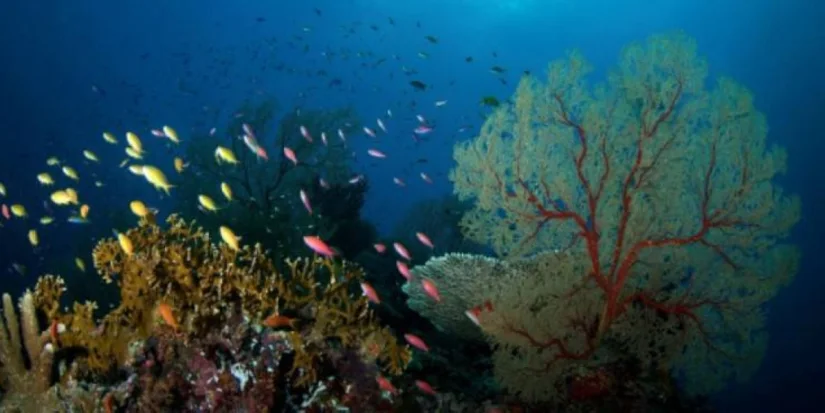 Why marine protected areas matter