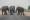 Elephants on the Nata Kasane road PIC. THALEFANG CHARLES