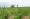 A field of a TOTUMA farmer at Mowana lands. PIC. KEOAGILE BONANG