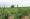 A field that belongs to TOTUMA farmers member at Mowana lands PIC: KEOAGILE BONANG