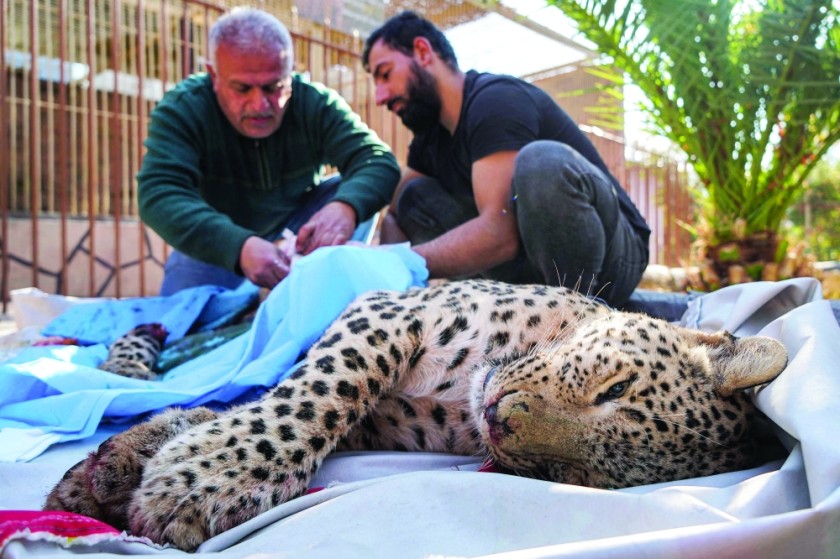 Rare leopard captured in northern Iraq - Oman Observer