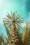Wadi Bani Khalid - Palm Tree