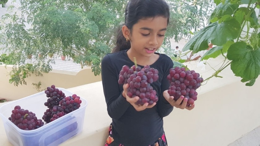 An ode to farming: Oman’s Harvest Festival 2023 - Oman Observer