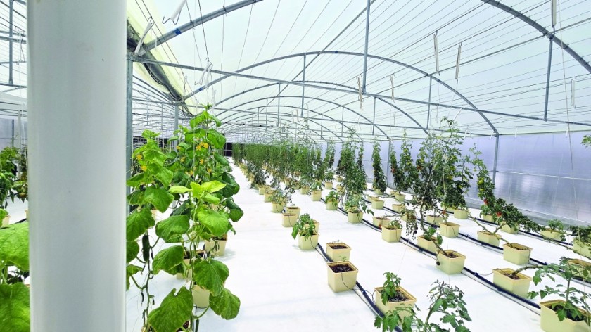How hydroponics in Jebel Ali Akhdar is shaping the future of local food