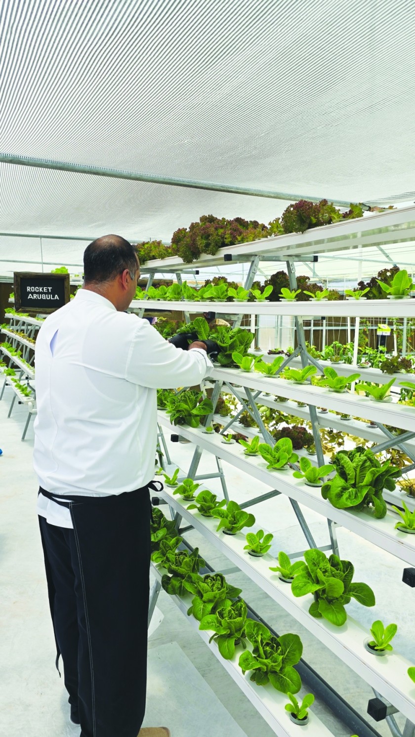 How hydroponics in Jebel Ali Akhdar is shaping the future of local food